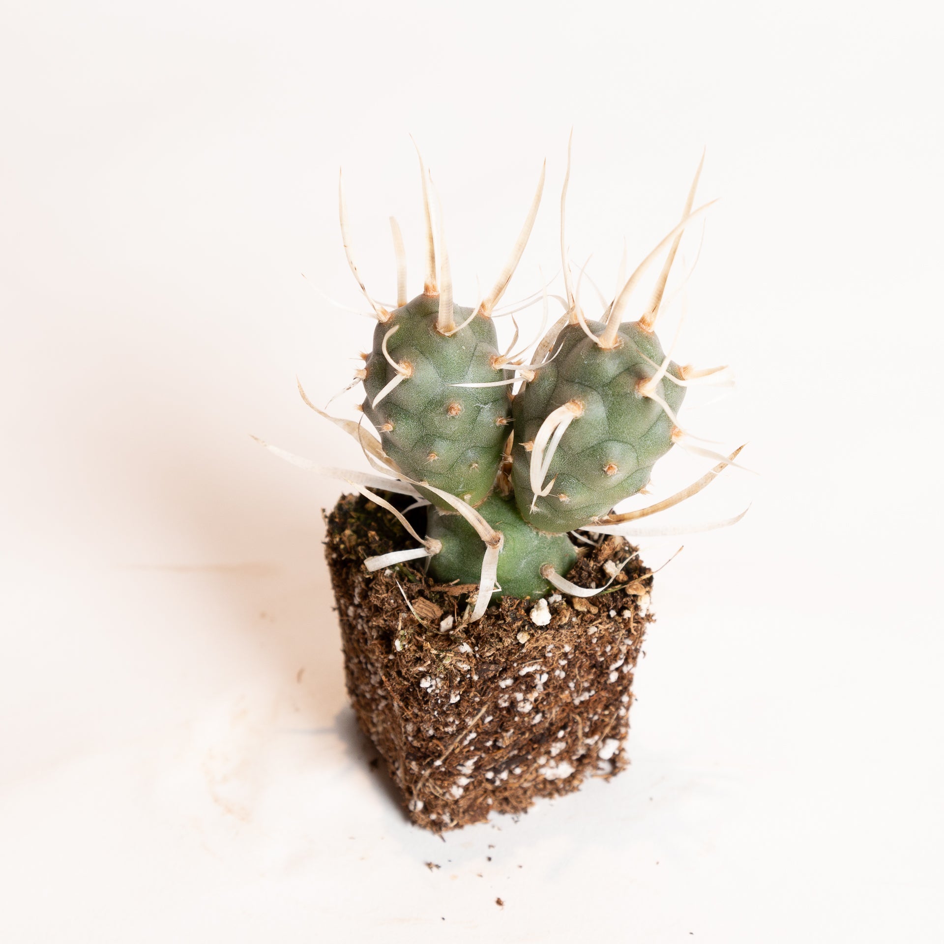 Cactus 'Paper Spine' 4" - Urban Sprouts
