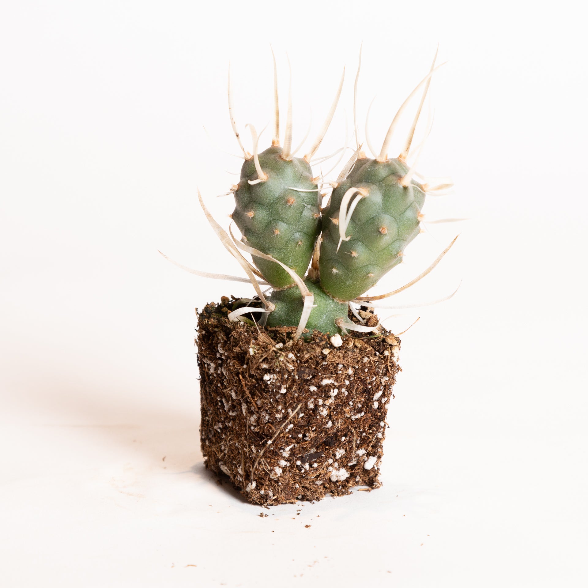 Cactus 'Paper Spine' 4" - Urban Sprouts