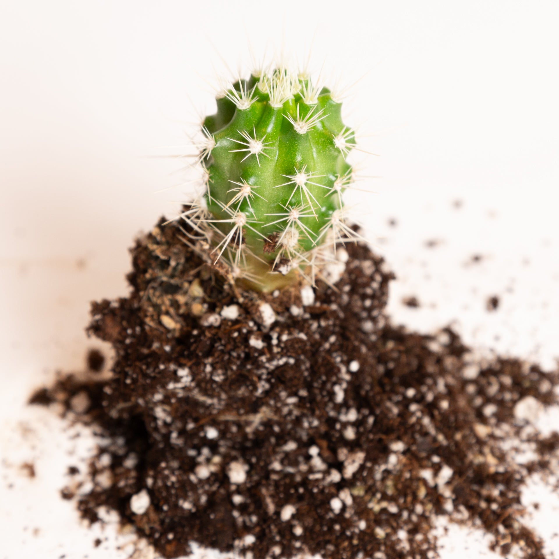 Cactus 'Peanut' 4" - Urban Sprouts