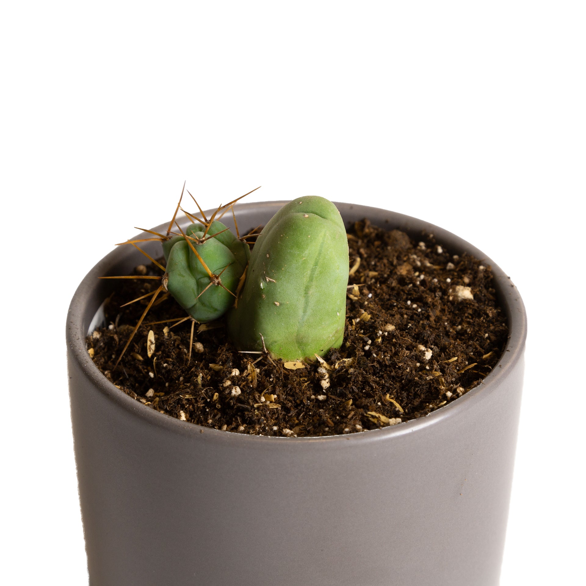 Cactus 'Penis' 4" - Urban Sprouts