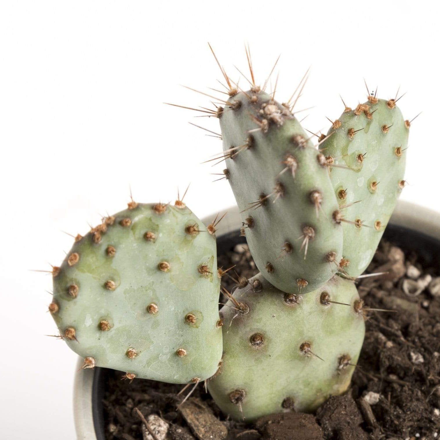 Cactus 'Prickly Pear - Baby Rita' 4" - Urban Sprouts