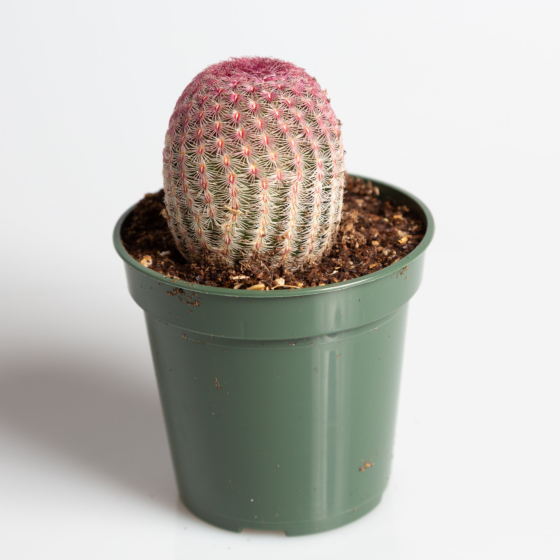 Cactus 'Rainbow Hedgehog' 4" - Urban Sprouts