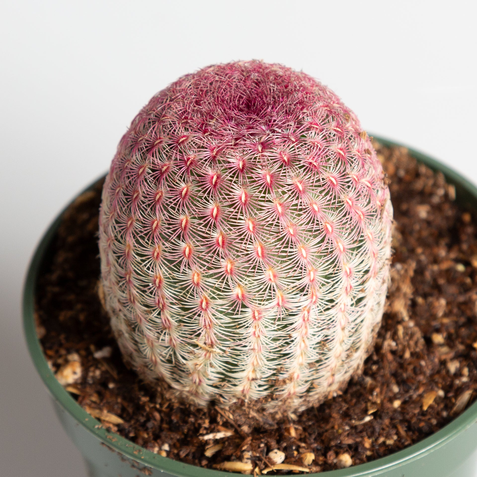 Cactus 'Rainbow Hedgehog' 4" - Urban Sprouts