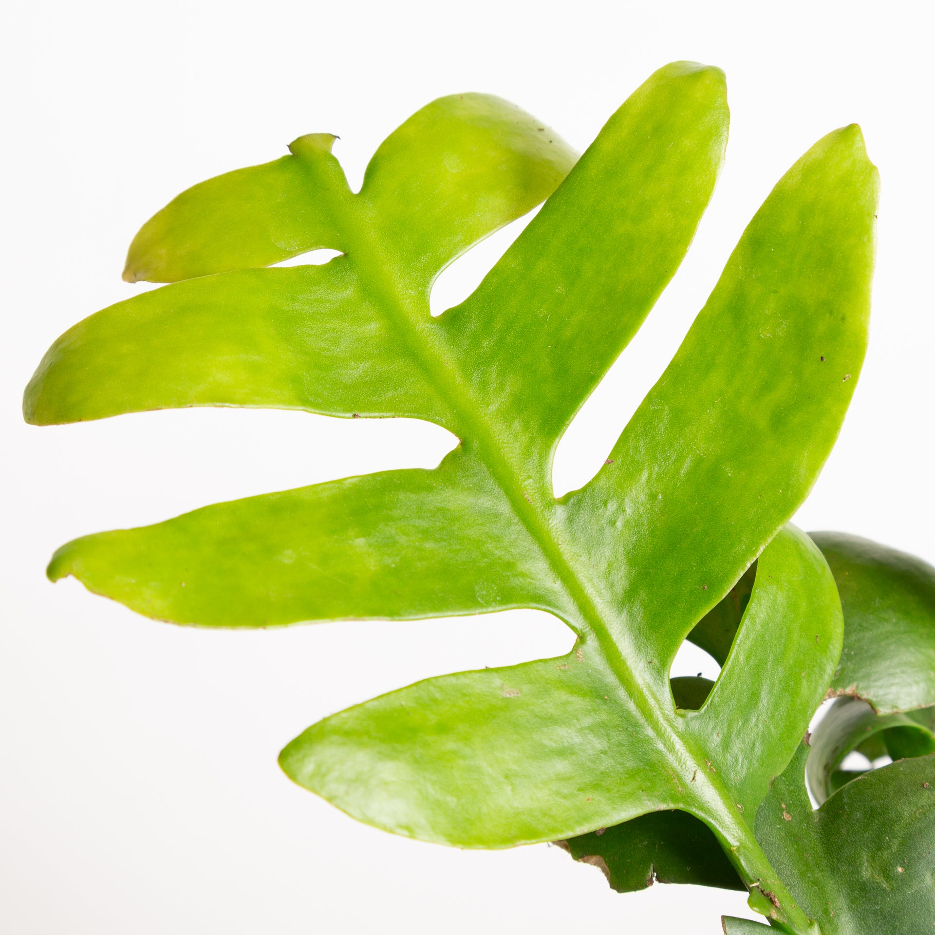 Cactus 'Shark Fin 6" - Urban Sprouts