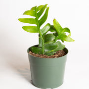 Cactus 'Shark Fin 6" - Urban Sprouts