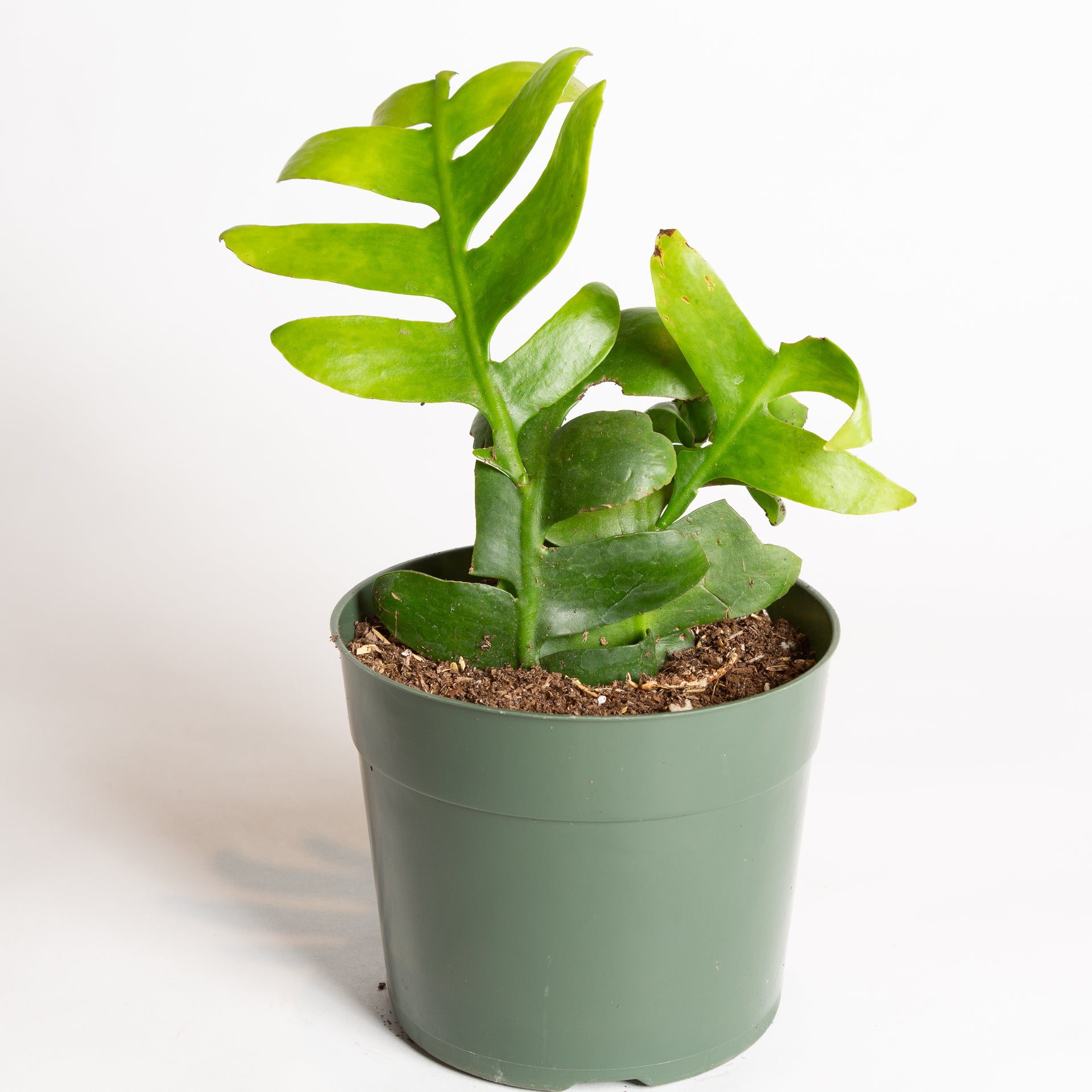 Cactus 'Shark Fin 6" - Urban Sprouts