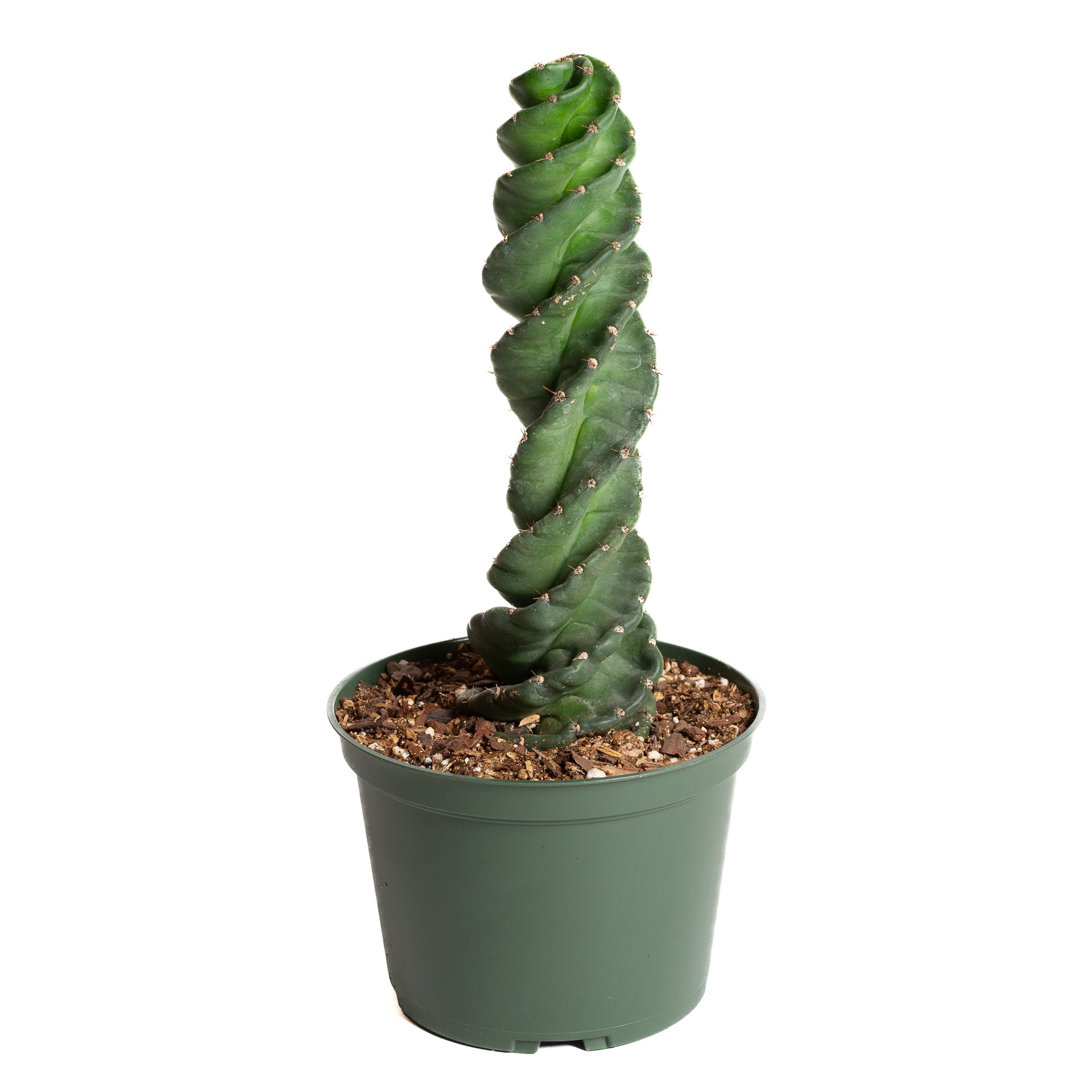 Cactus 'Spiral' 6"