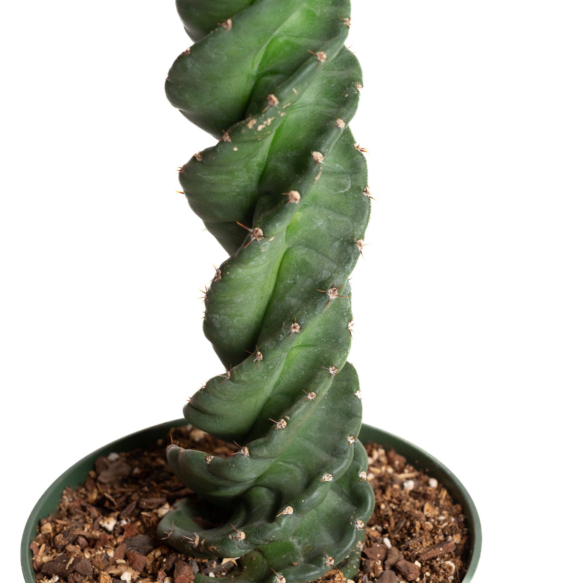 Cactus 'Spiral' 6"