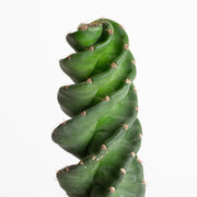 Cactus 'Spiral' 6"