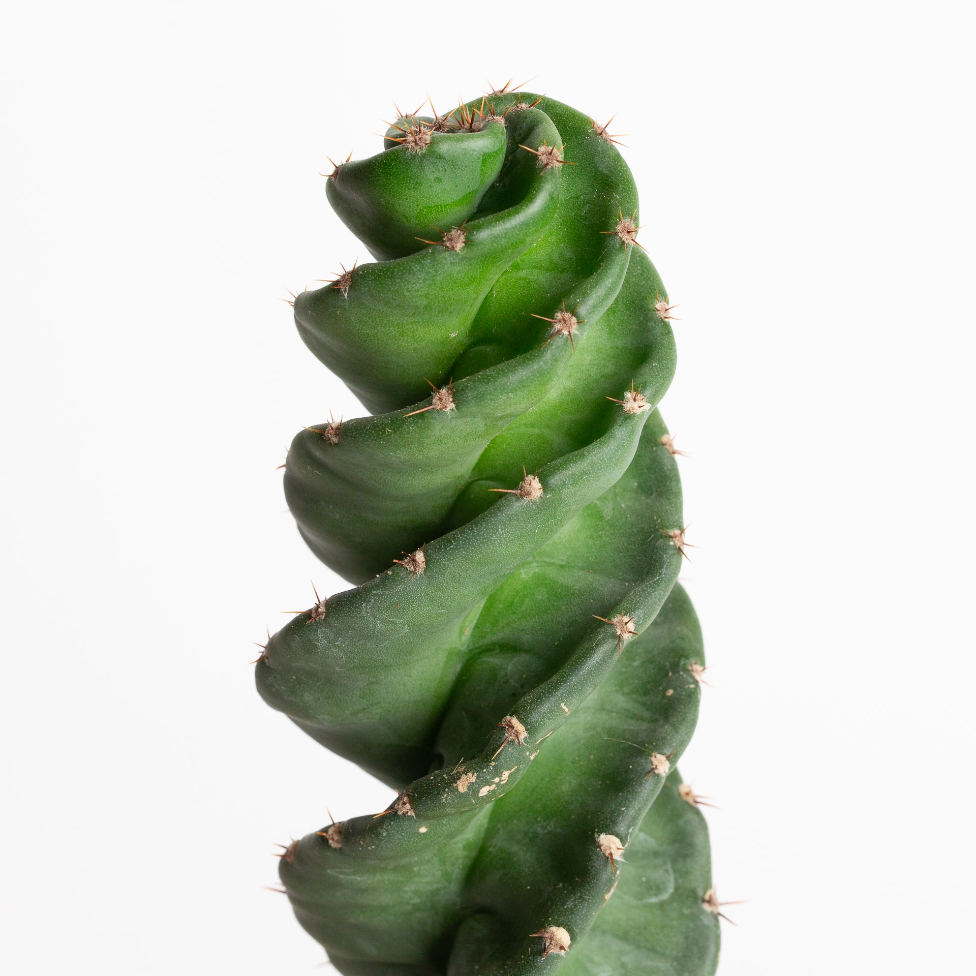 Cactus 'Spiral' 6"