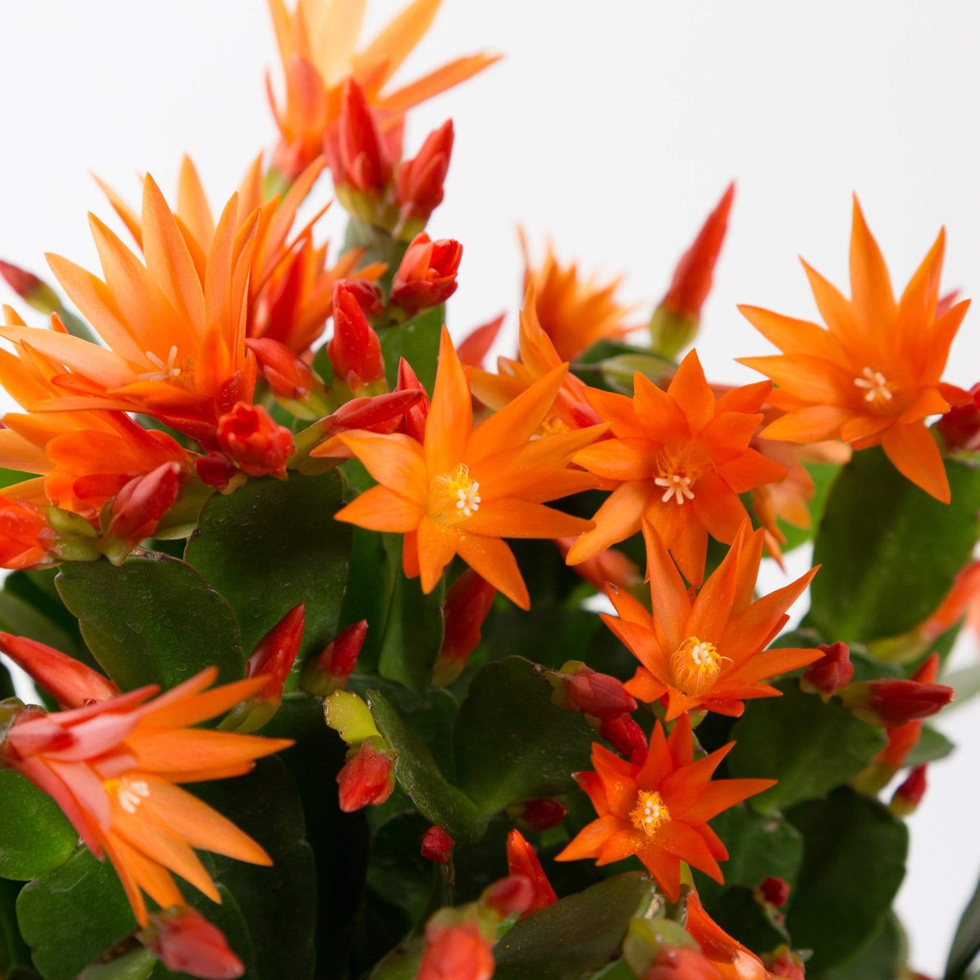 Urban Sprouts Plant Cactus 'Spring'