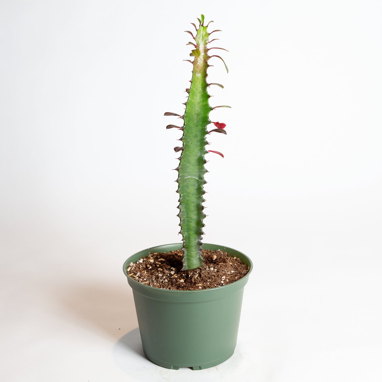 Cactus 'African Milk Tree - Rubra' 6"