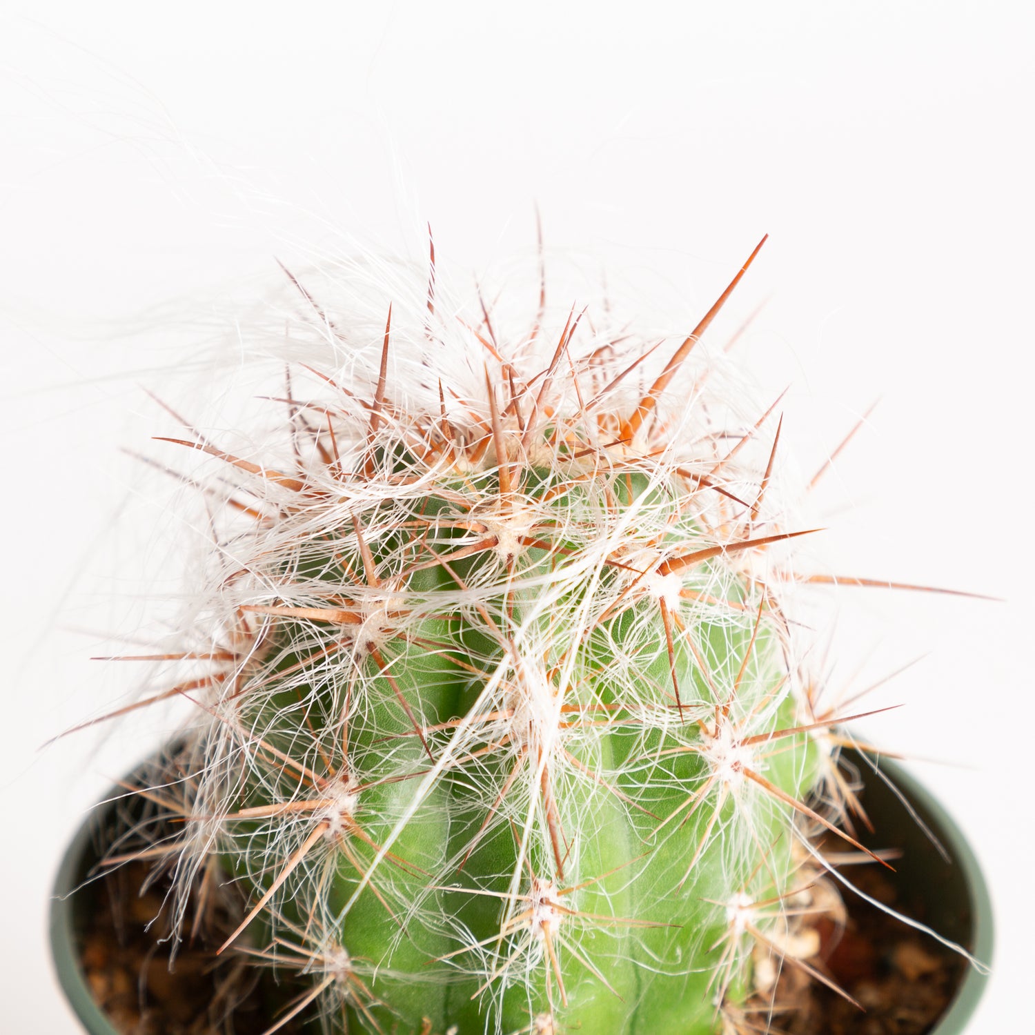 Cactus 'Old Man of the Andes' 4" - Urban Sprouts