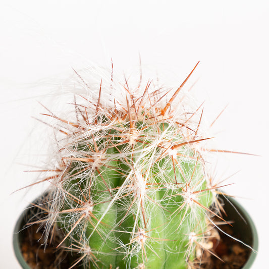 Cactus 'Old Man of the Andes' 4"