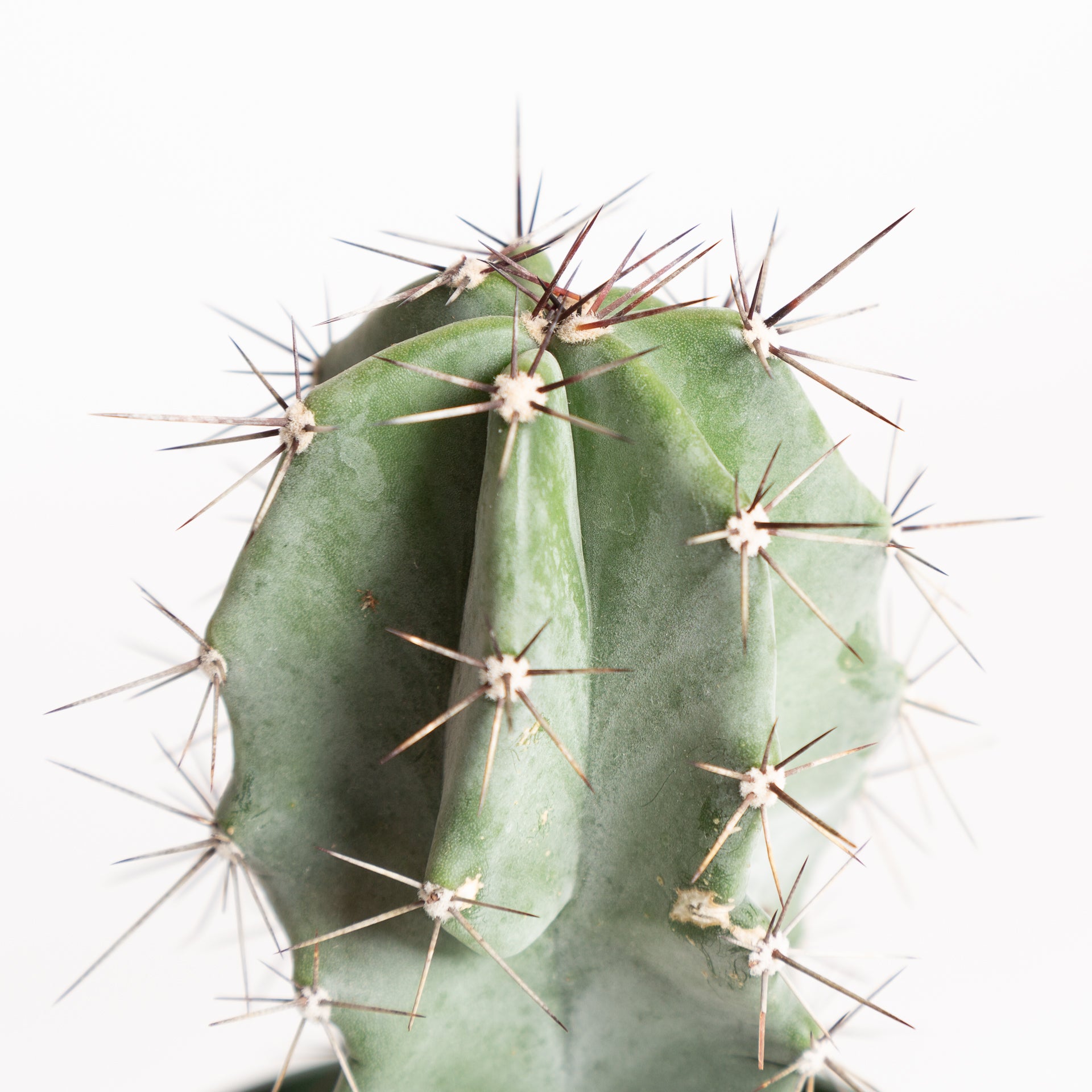 Cactus 'Pitaya De Mayo' 4" - Urban Sprouts