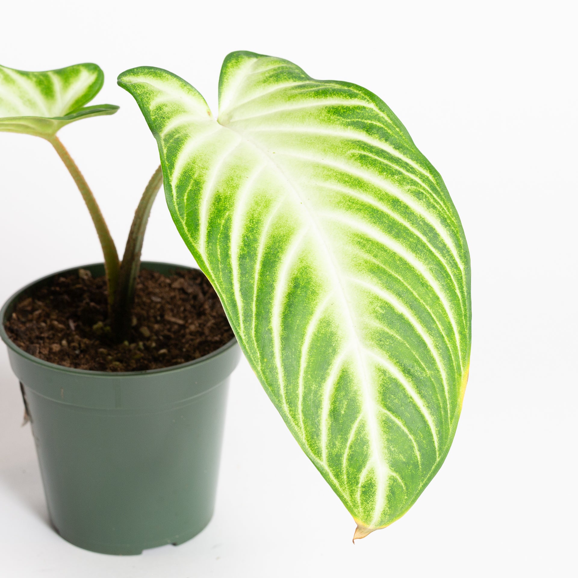 Caladium 'Magnificum' 4" - Urban Sprouts