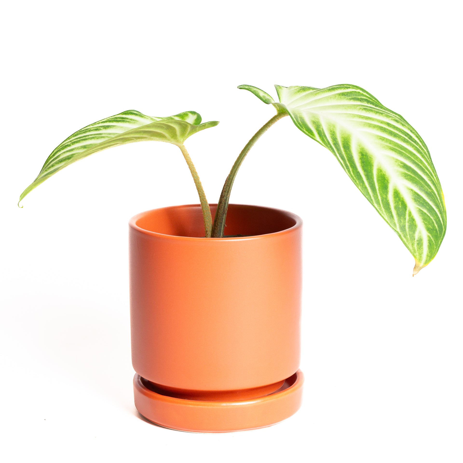 Caladium 'Magnificum' 4" - Urban Sprouts