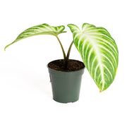 Caladium 'Magnificum' 4" - Urban Sprouts