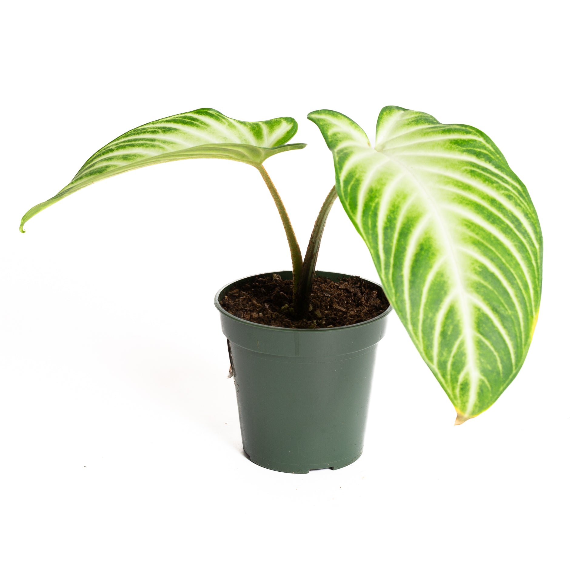 Caladium 'Magnificum' 4" - Urban Sprouts