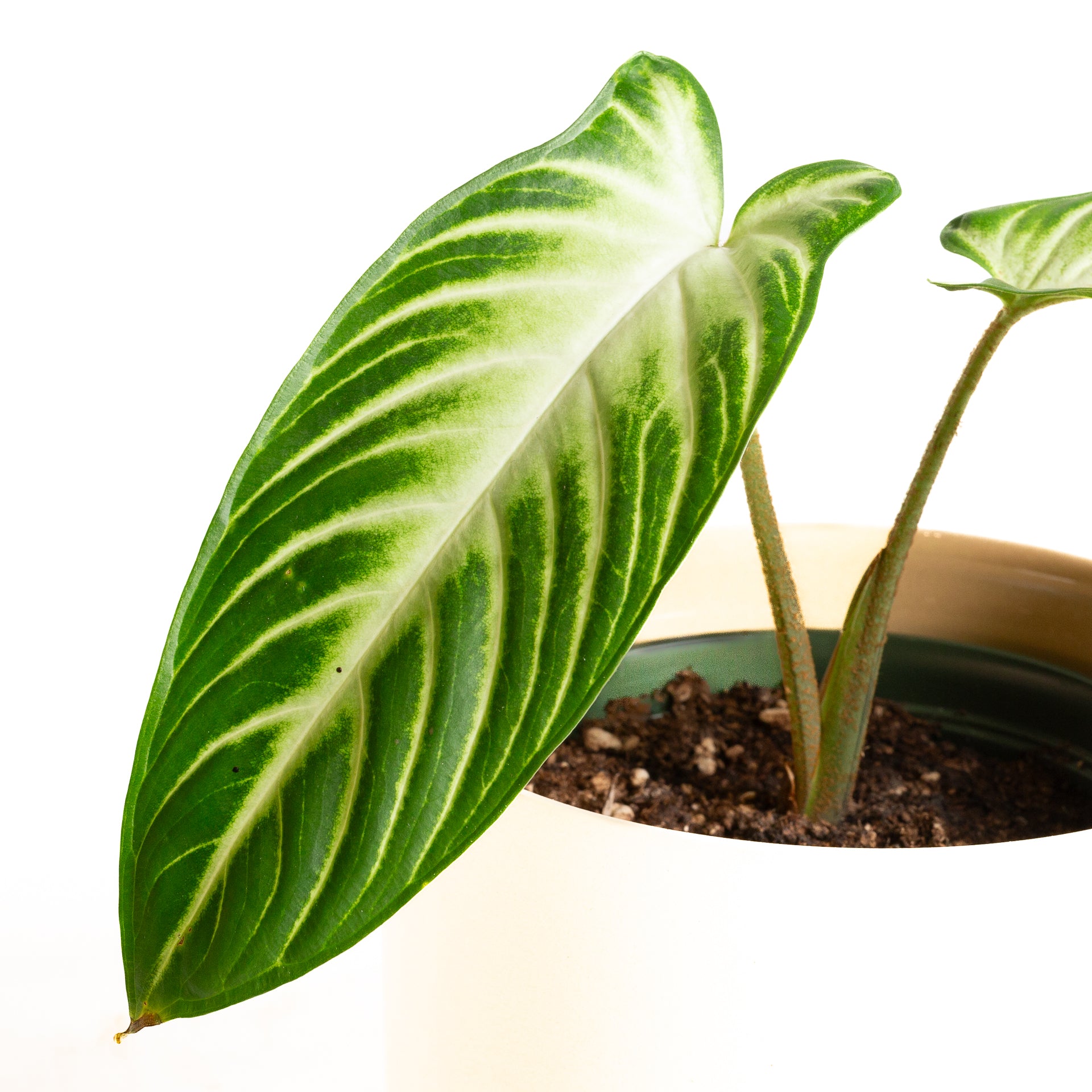 Caladium 'Magnificum' 6"