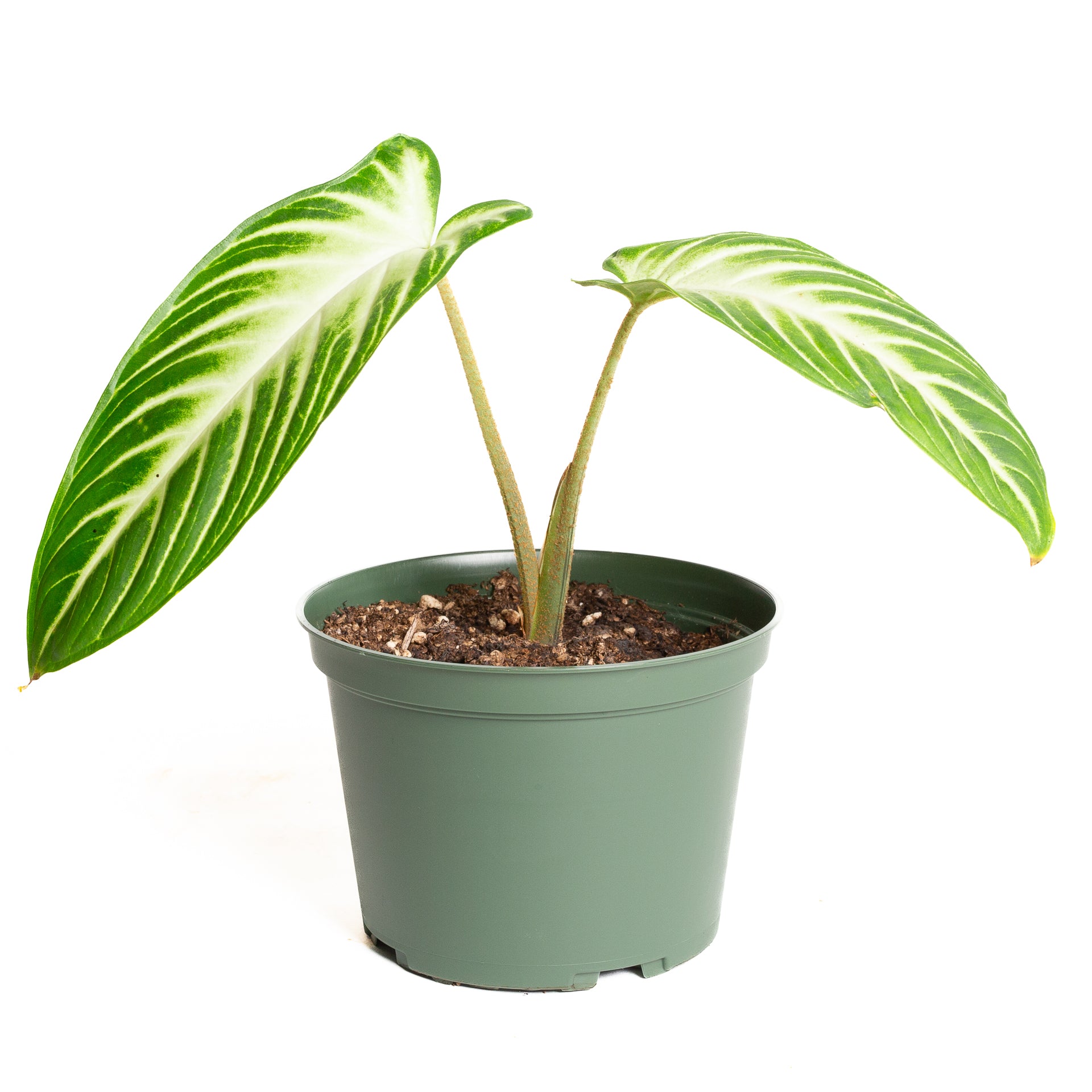 Caladium 'Magnificum' 6"