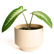 Caladium 'Magnificum' 6"