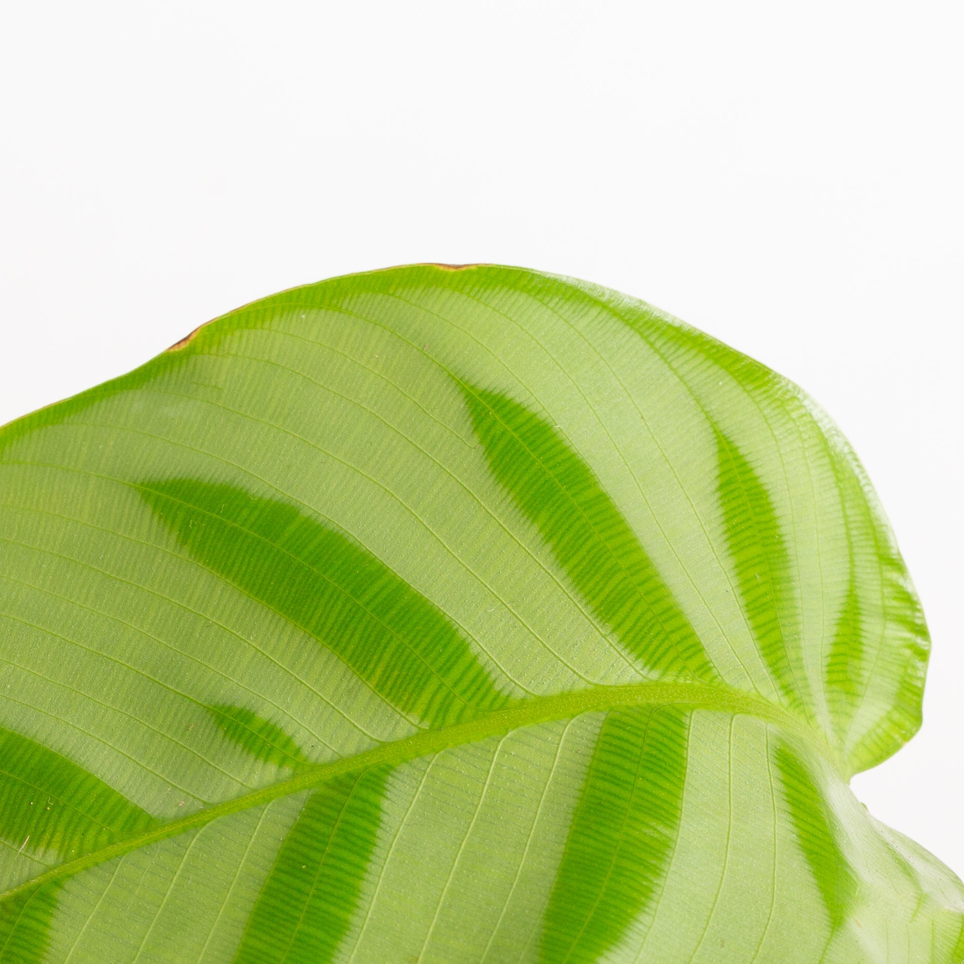 Calathea 'Bella Carlina' 4" - Urban Sprouts