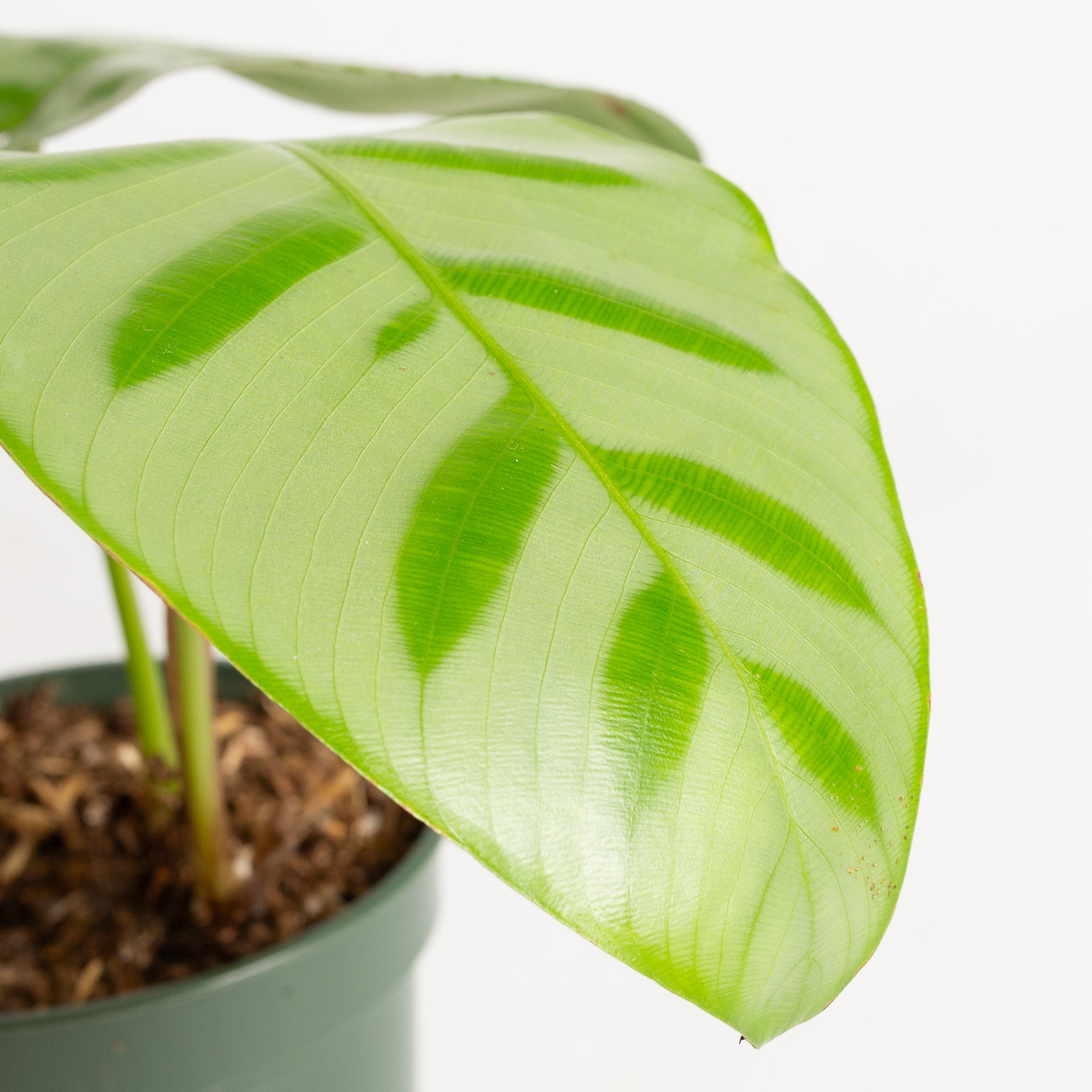 Calathea 'Bella Carlina' 4" - Urban Sprouts