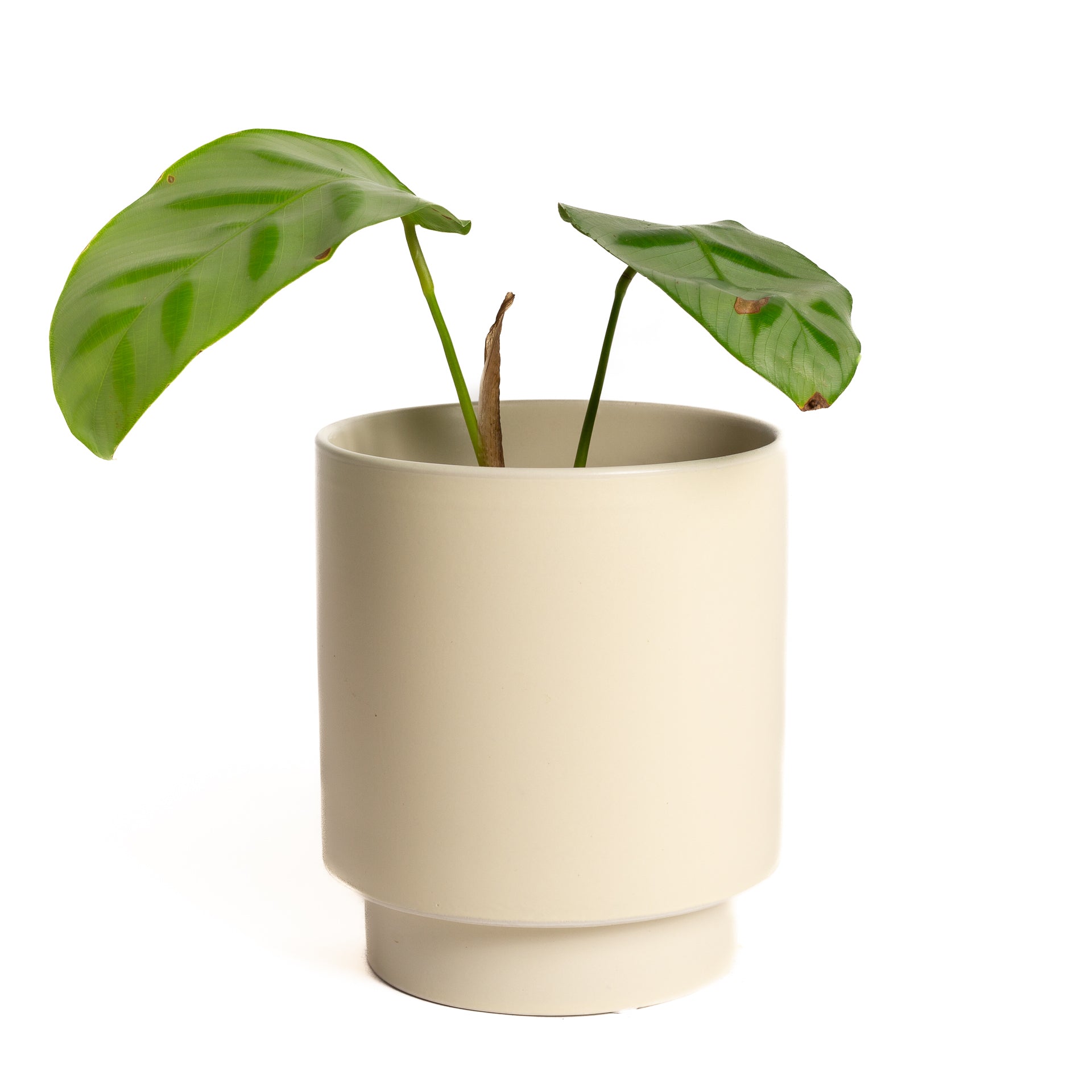 Calathea 'Bella Carlina' 4" - Urban Sprouts