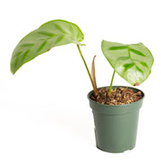 Calathea 'Bella Carlina' 4" - Urban Sprouts