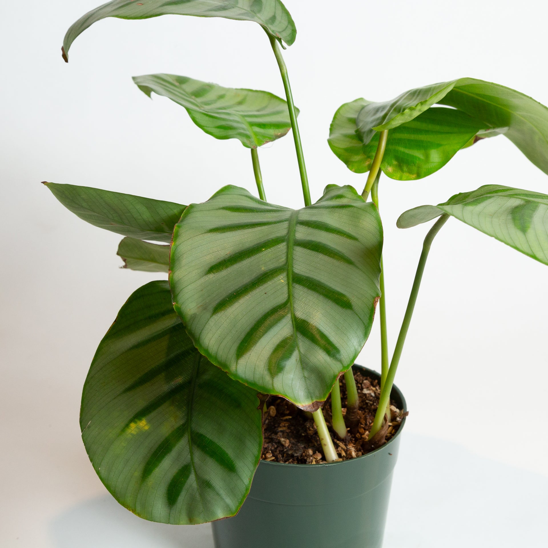Calathea 'Bella Carlina' 6" - Urban Sprouts