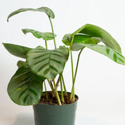 Calathea 'Bella Carlina' 6" - Urban Sprouts
