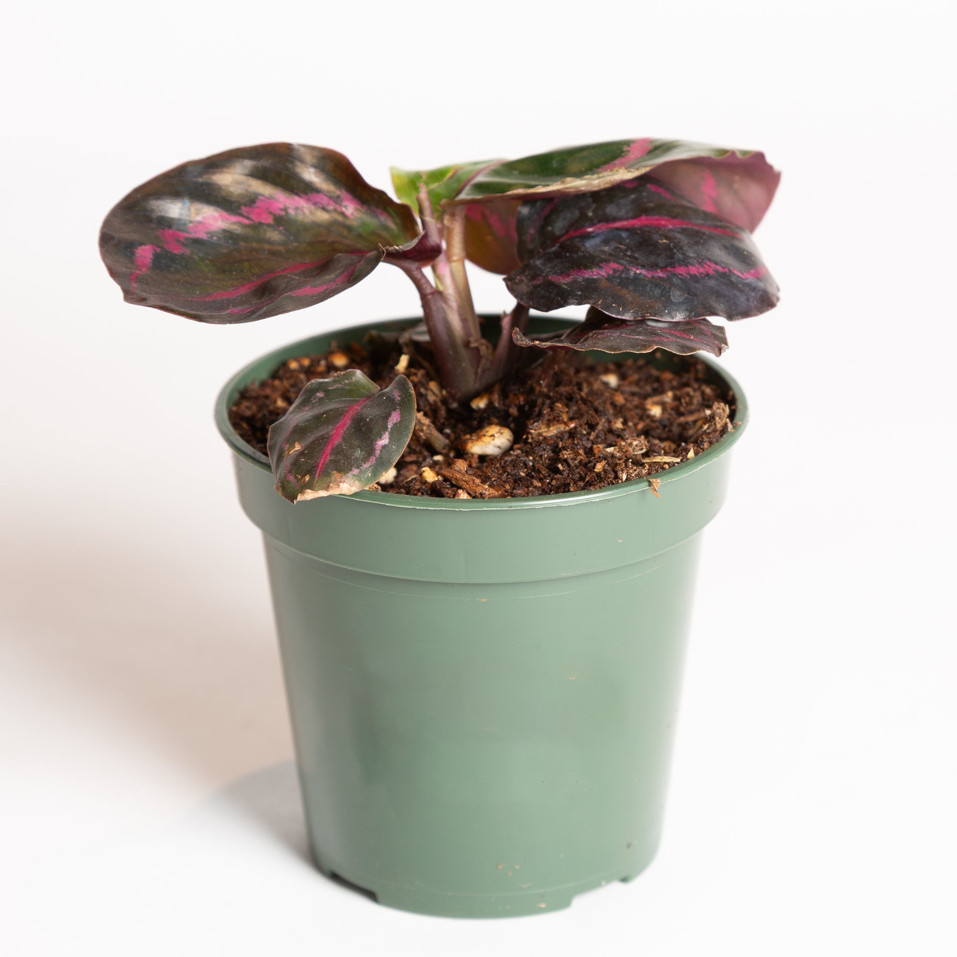 Calathea 'Dottie' 4" - Urban Sprouts