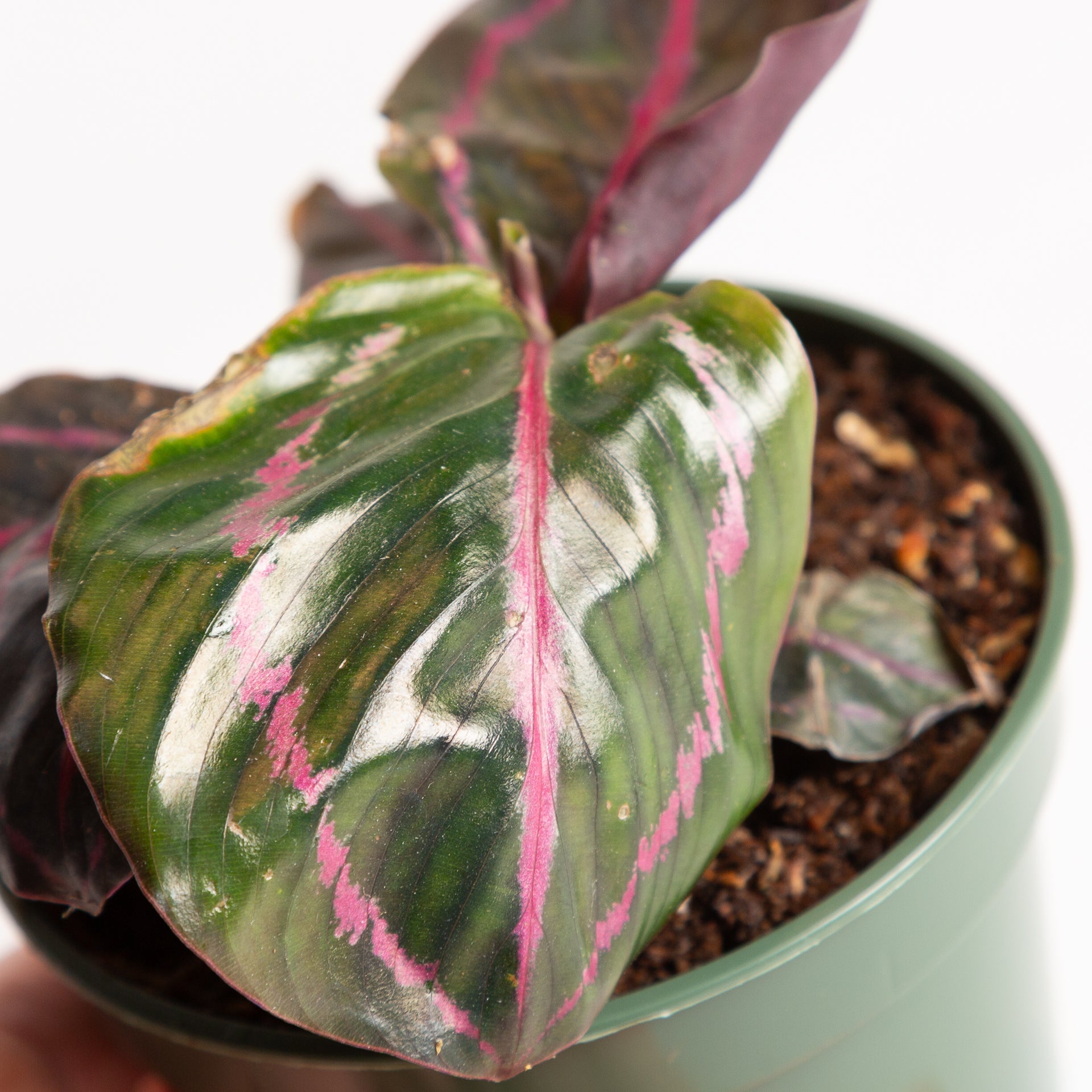 Calathea 'Dottie' 4" - Urban Sprouts