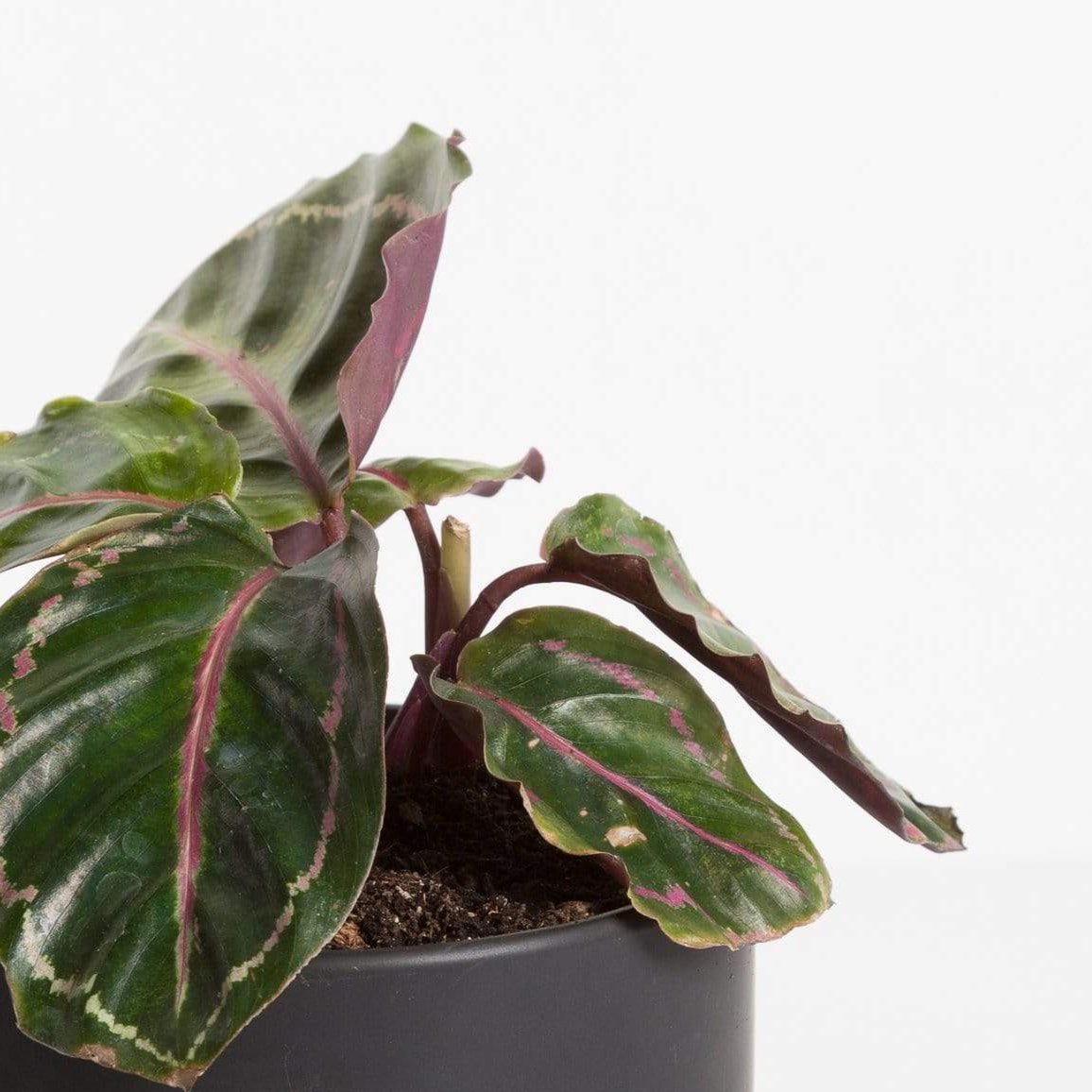 Urban Sprouts Plant Calathea 'Dottie'