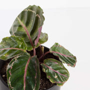 Urban Sprouts Plant Calathea 'Dottie'