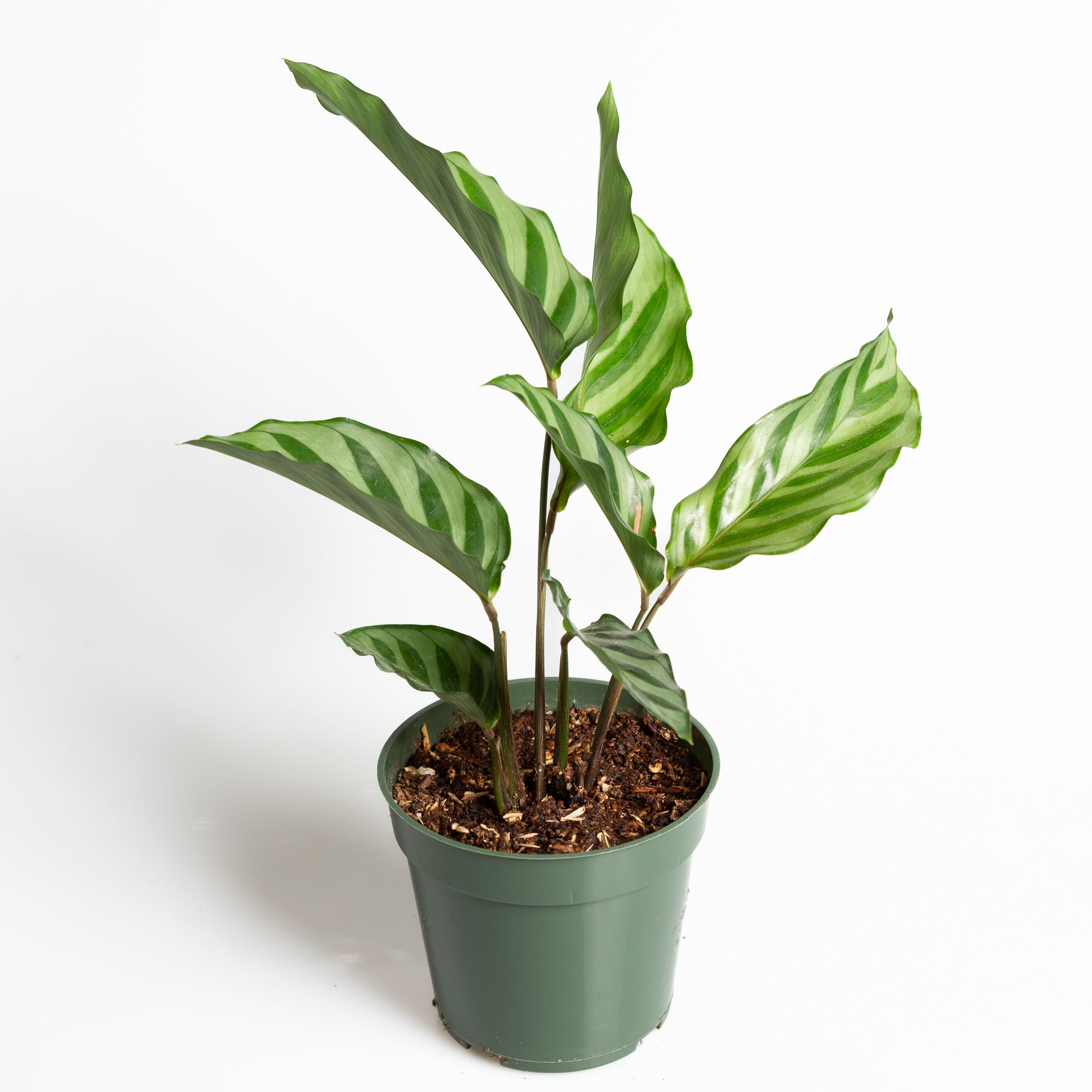 Calathea 'Freddie' 4" - Urban Sprouts