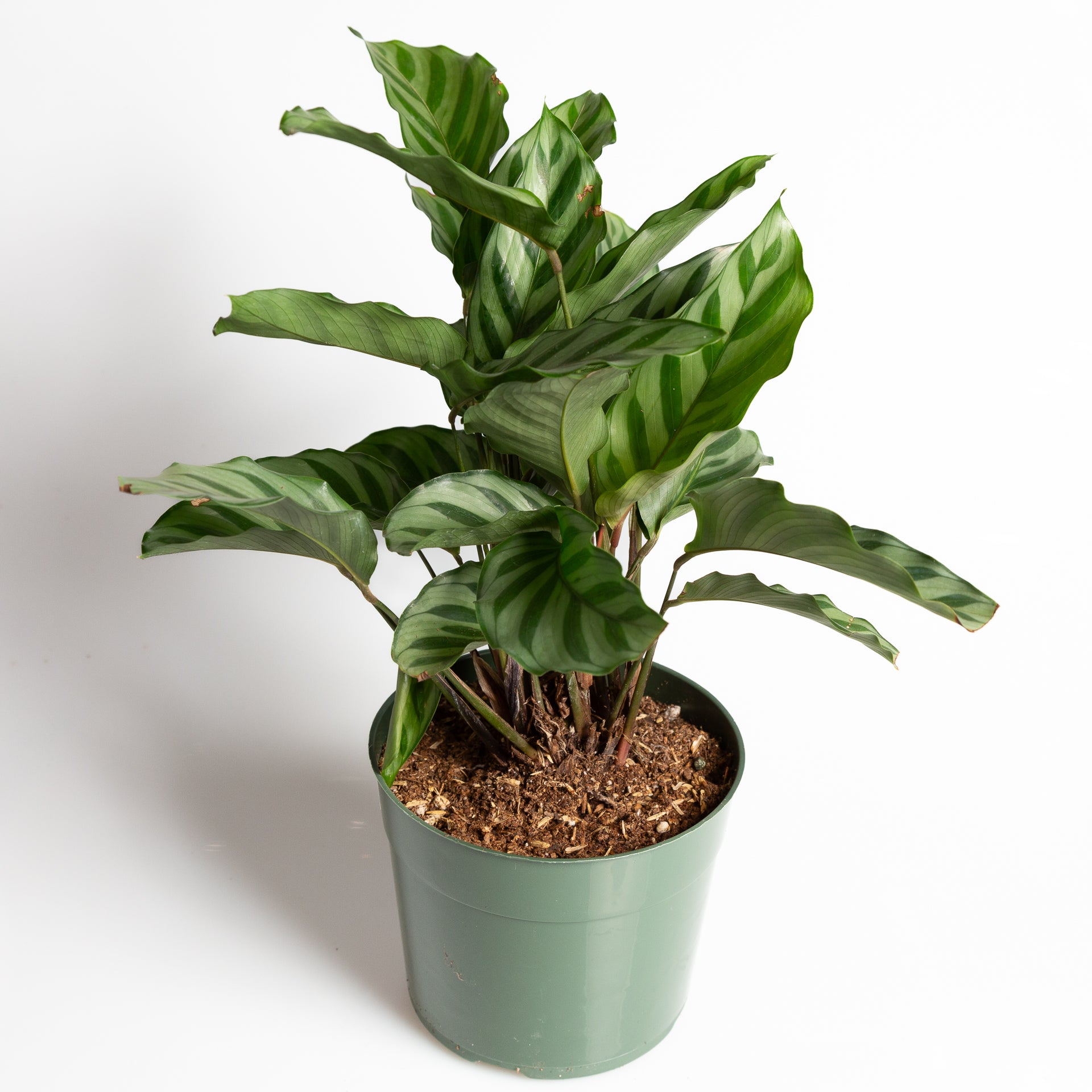 Calathea 'Freddie' 6" - Urban Sprouts