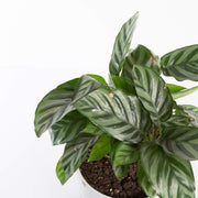 Urban Sprouts Plant Calathea 'Freddie'