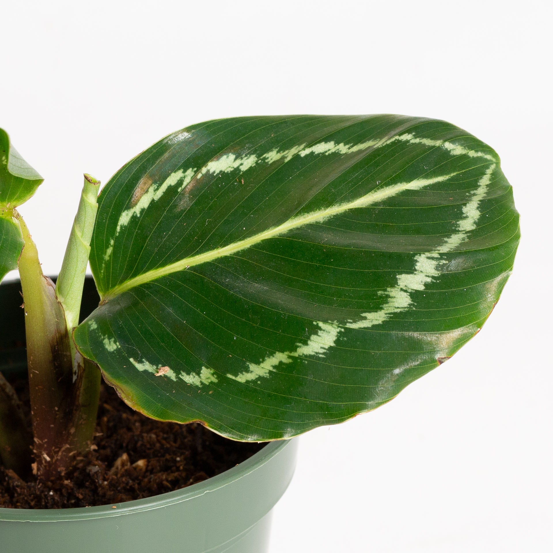 Calathea 'Green Goddess' 4"