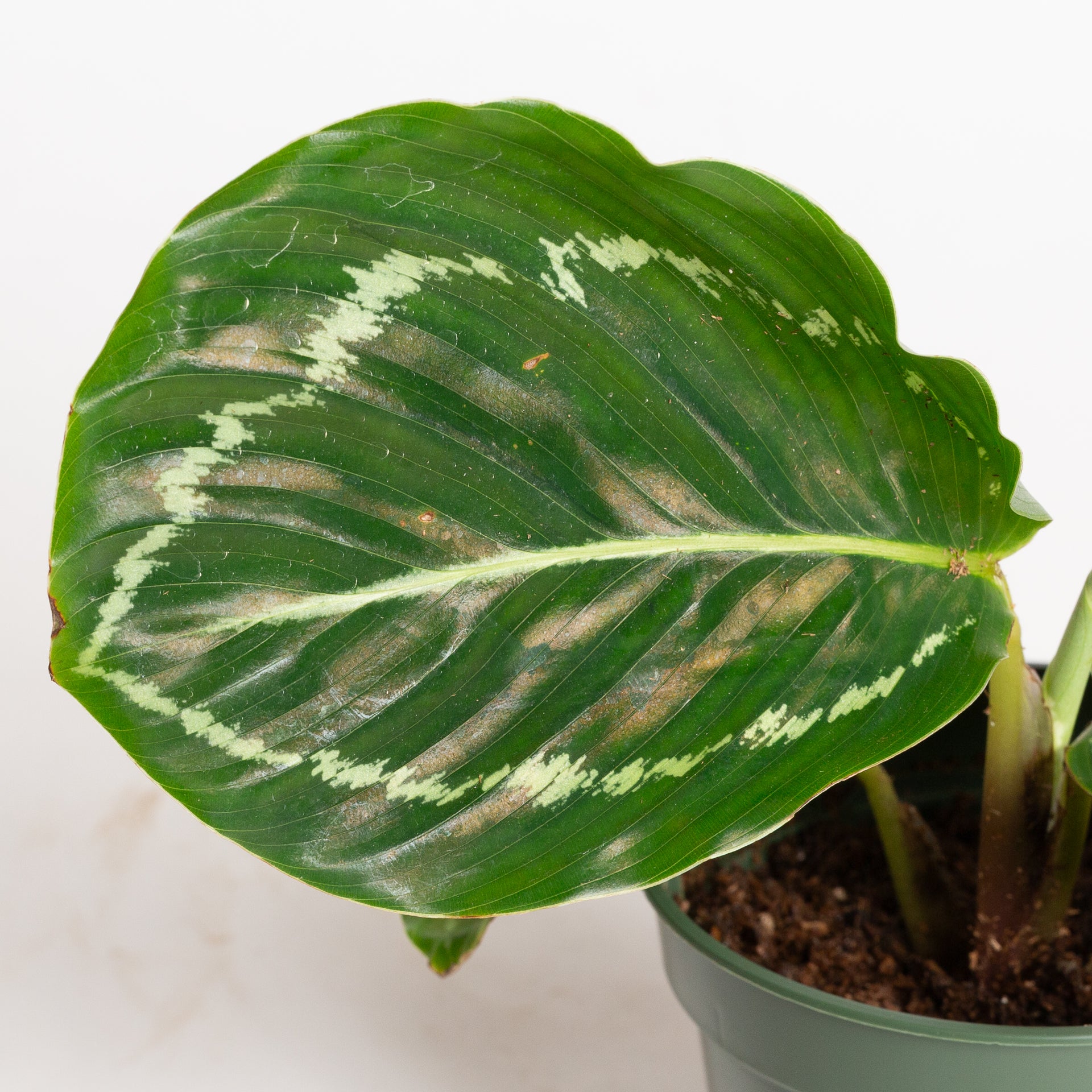 Calathea 'Green Goddess' 4"