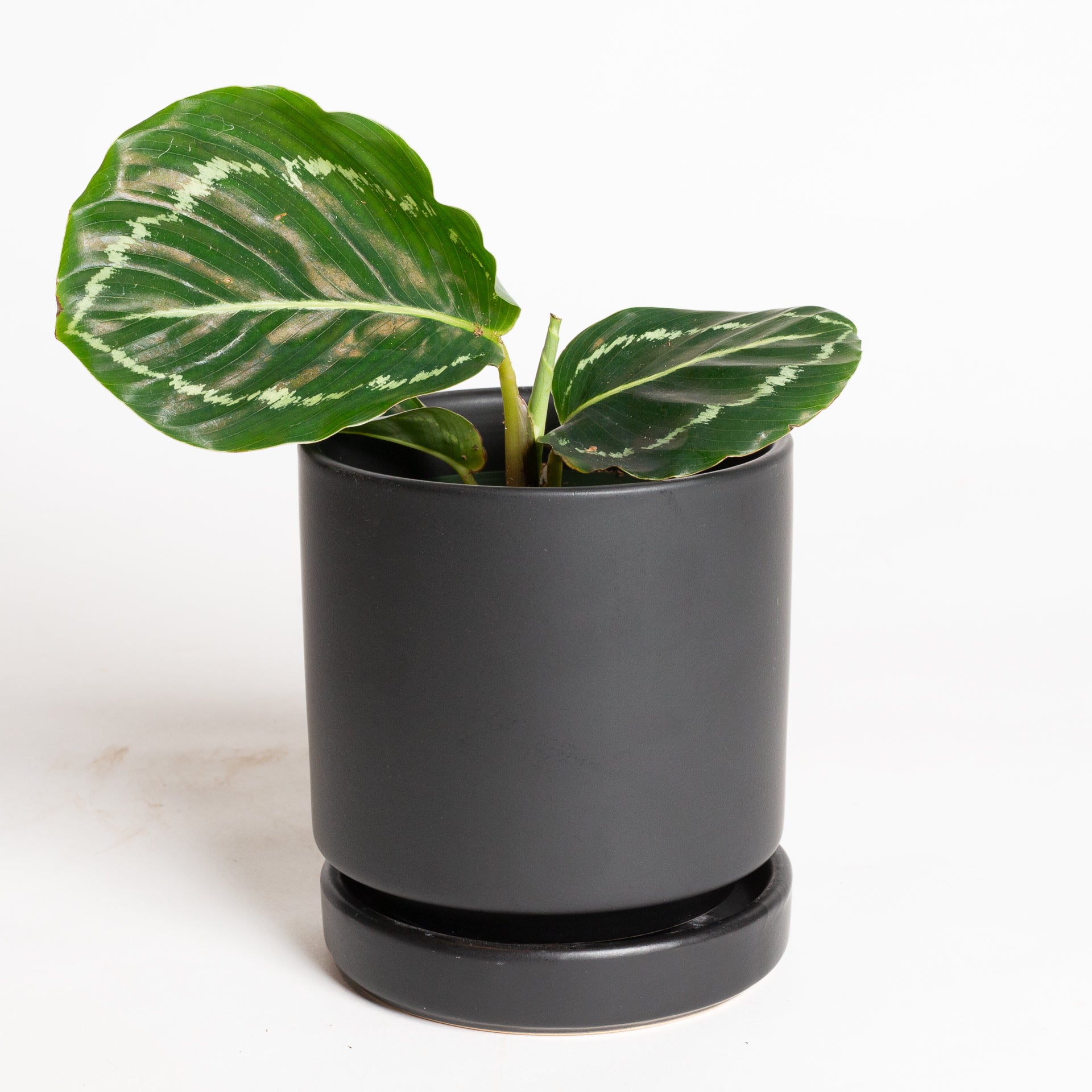 Calathea 'Green Goddess' 4"