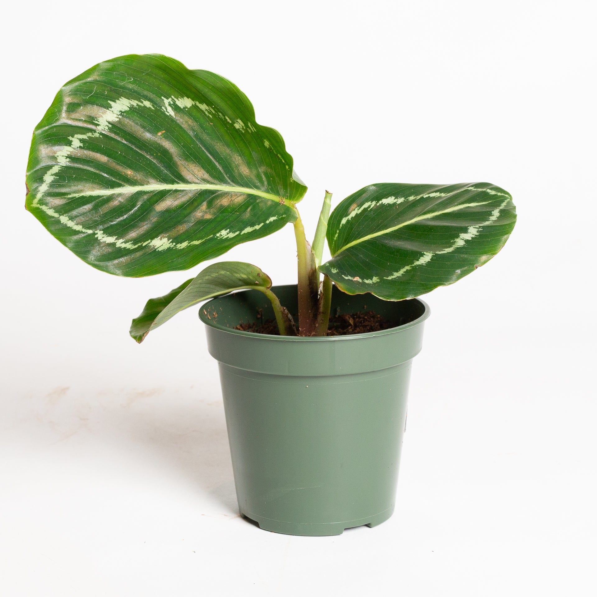 Calathea 'Green Goddess' 4"