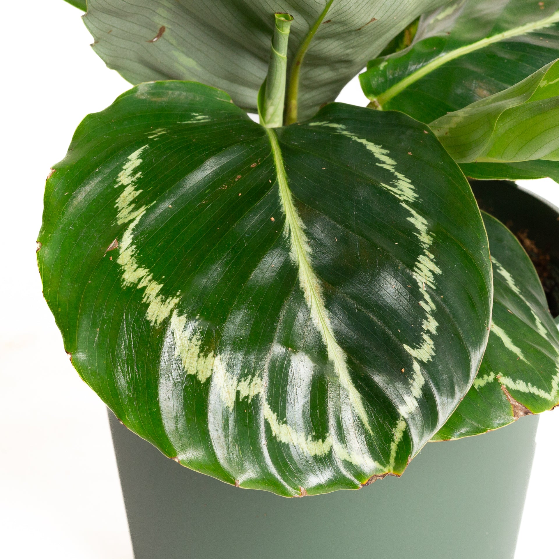 Calathea 'Green Goddess' 6"