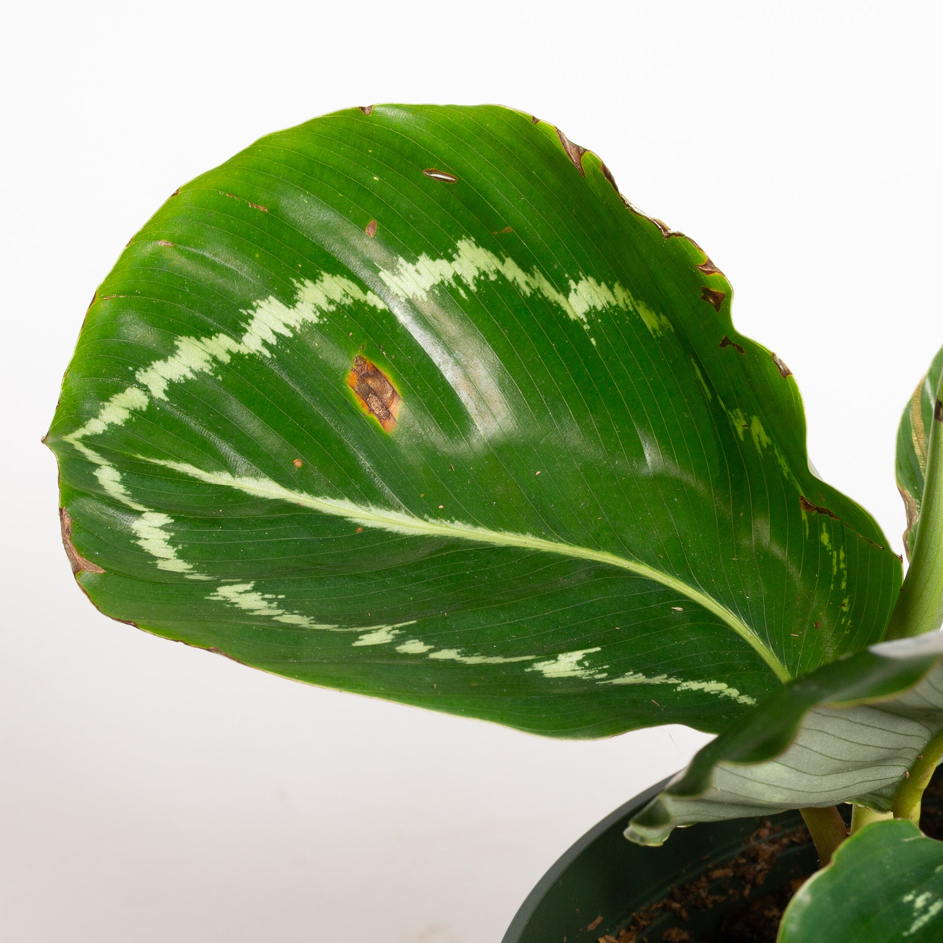 Calathea 'Green Goddess' 6"