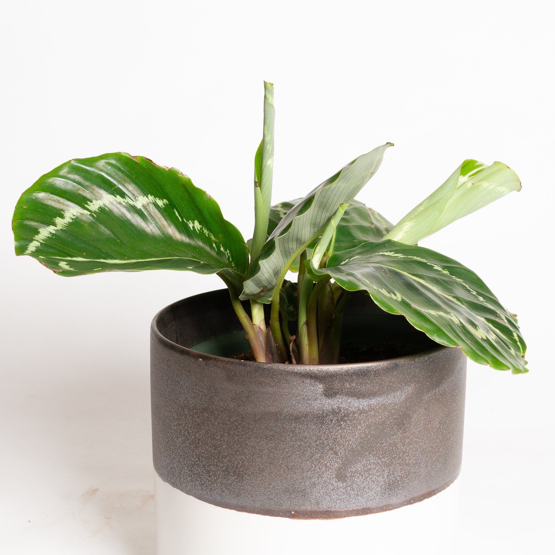 Calathea 'Green Goddess' 6"