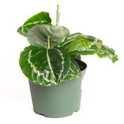 Calathea 'Green Goddess' 6"