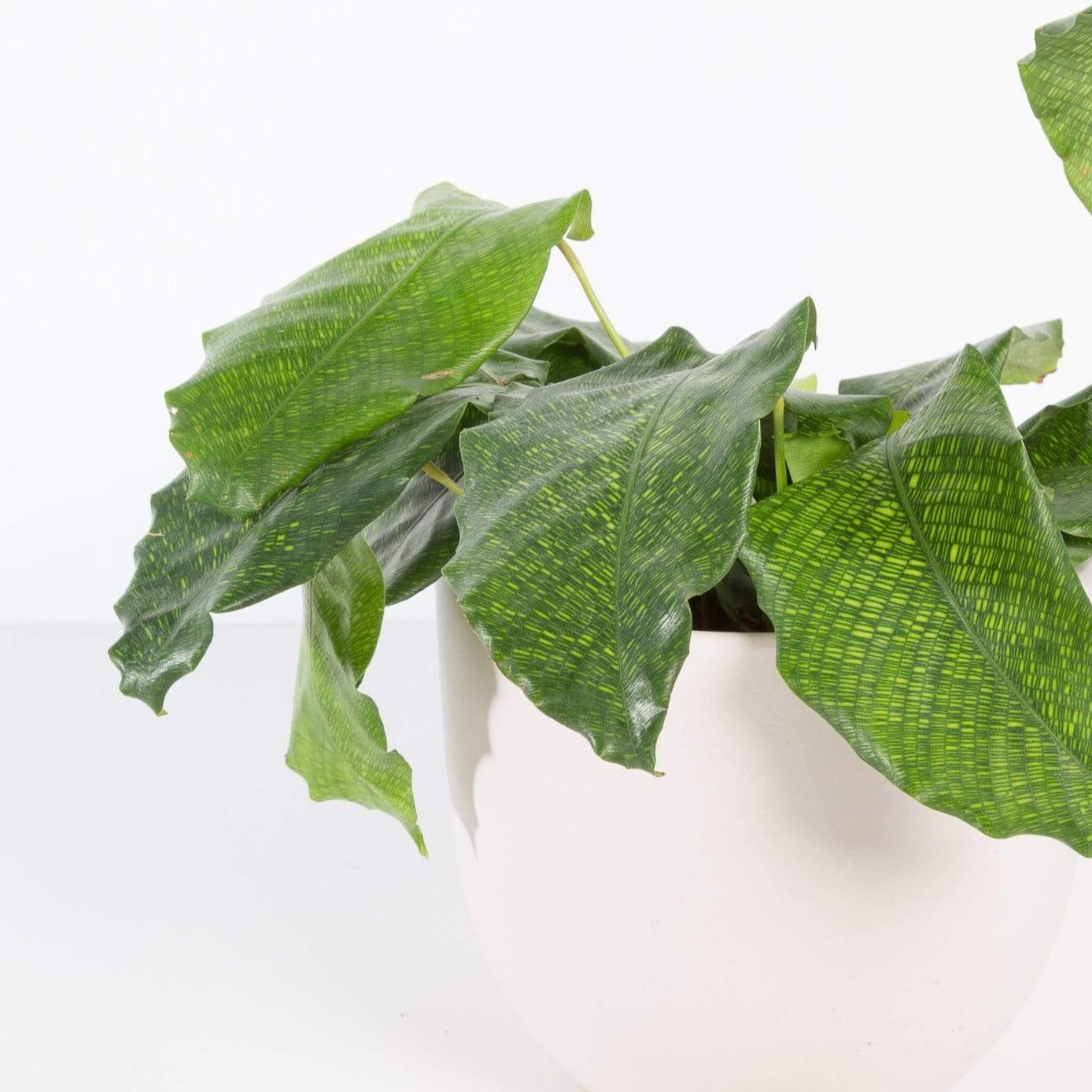 Urban Sprouts Rare Plant Calathea 'Musaica'