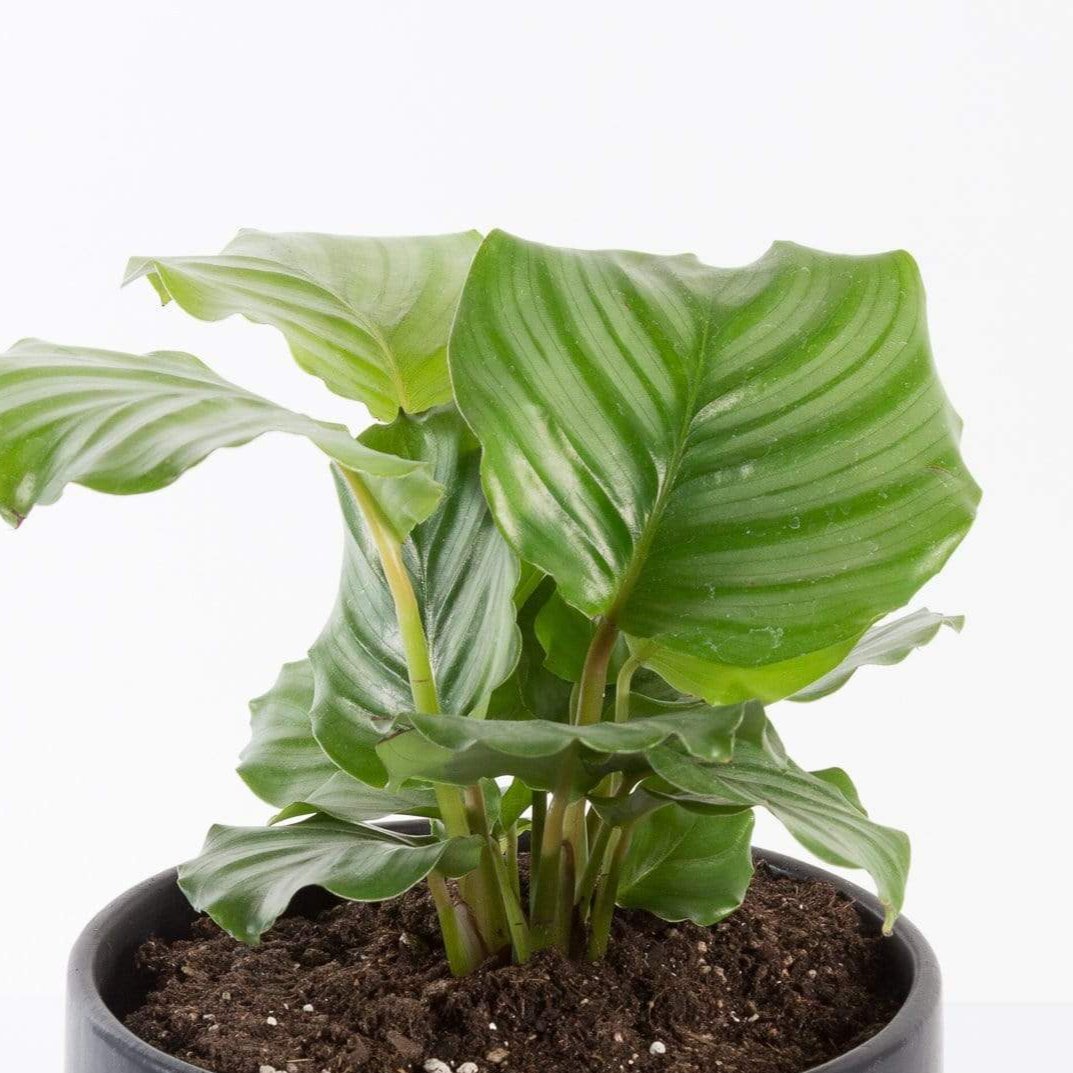 Urban Sprouts Plant Calathea 'Orbifolia'