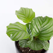 Urban Sprouts Plant Calathea 'Orbifolia'